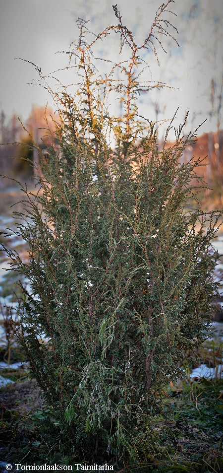 Juniperus communis 'Herra Pitkänen', isopilarikataja